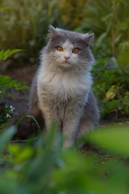 Gattino britannico in fiori colorati sulla natura