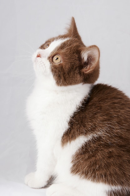 Gattino britannico su grigio