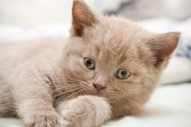 Gattino British Shorthair appena nato sveglio