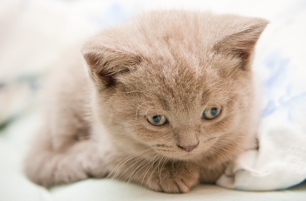 Gattino British Shorthair appena nato sveglio