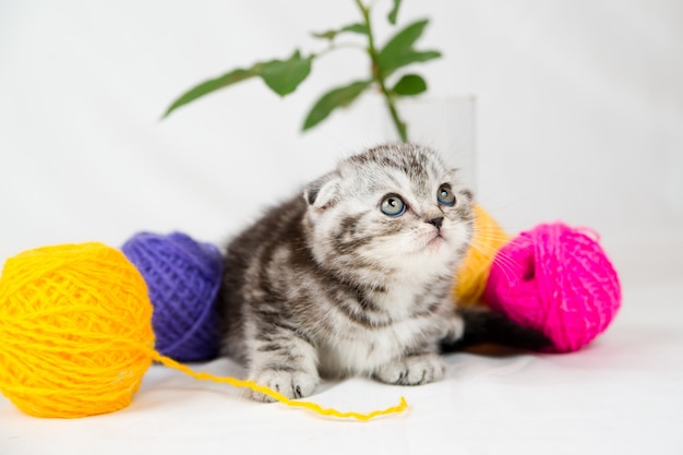 Gattino British Shorthair su bianco