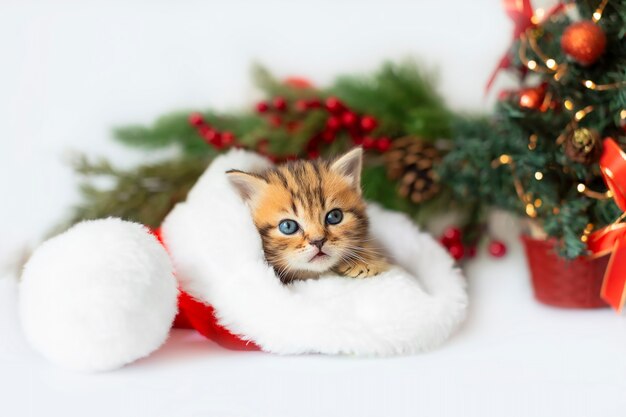 Gattino carino con un cappello di Babbo Natale