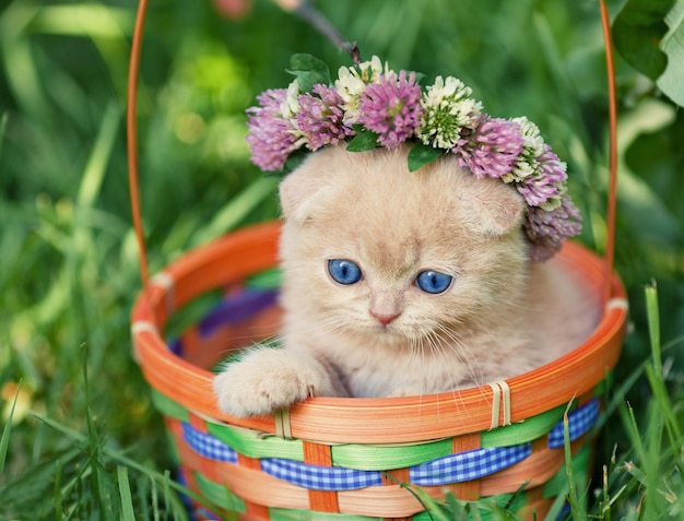 Gattino carino coronato con coroncina in un cesto