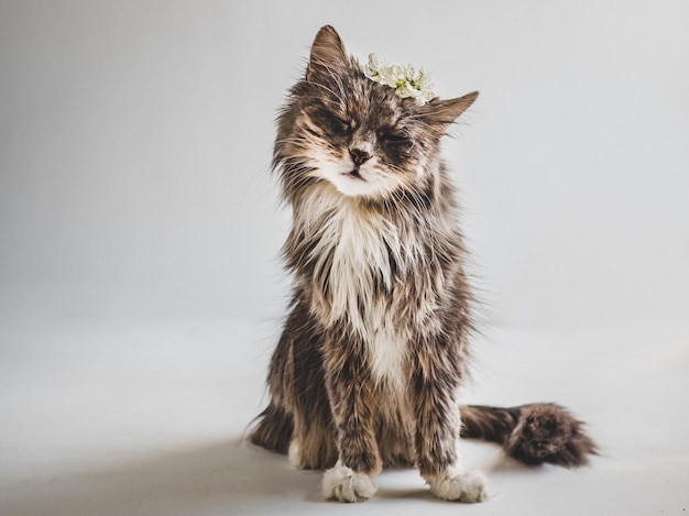 Gattino carino e affascinante su uno sfondo bianco