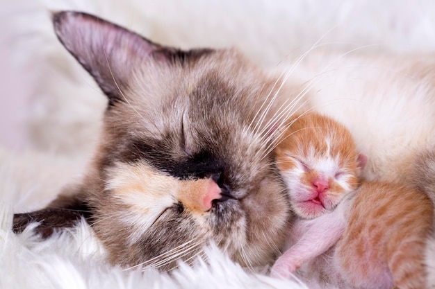 Gattino carino e mamma gatta