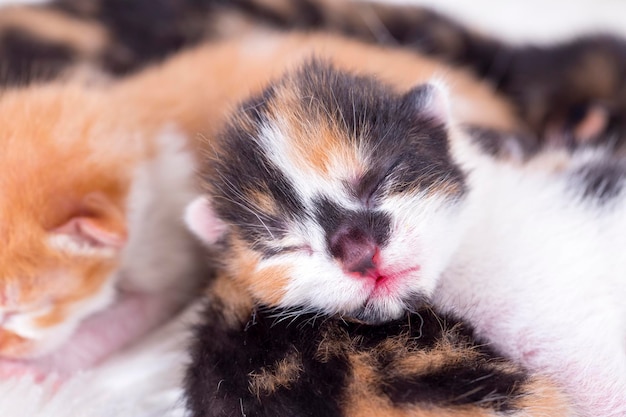 Gattino carino e mamma gatta