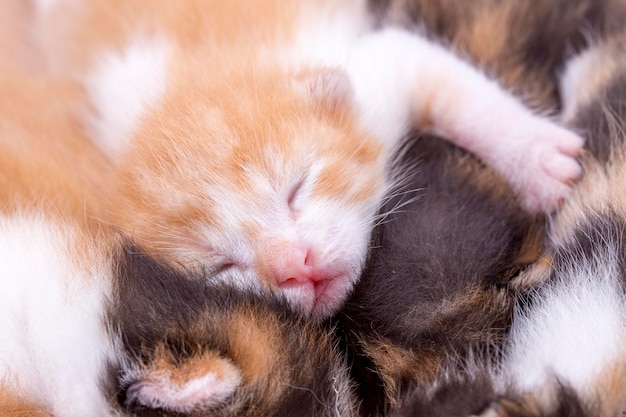 Gattino carino e mamma gatta