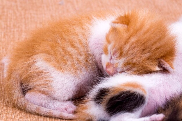 Gattino carino e mamma gatta