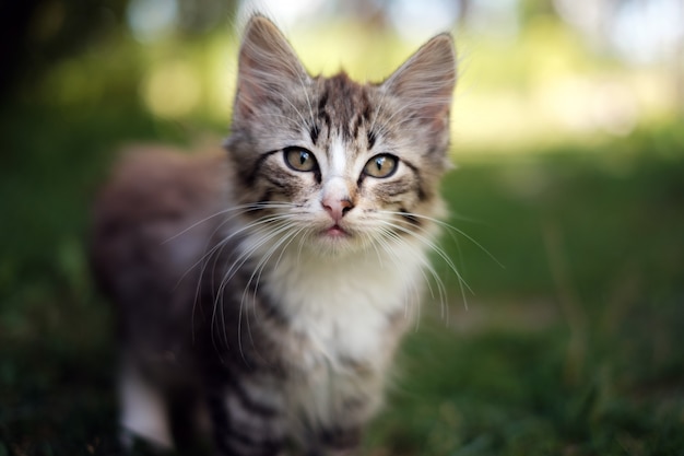 Gattino carino, piccolo gatto, gattino curioso