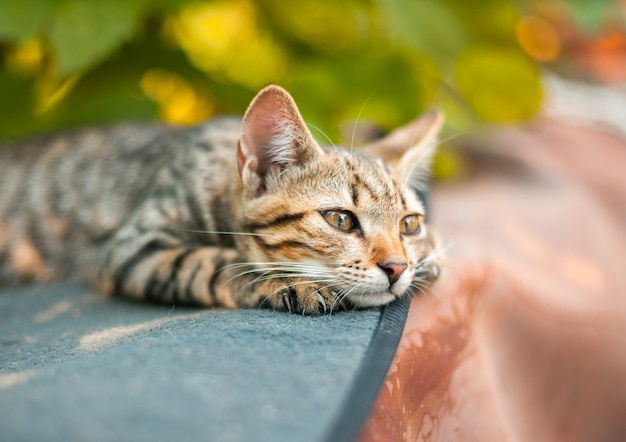 Gattino carino rilassante in giardino