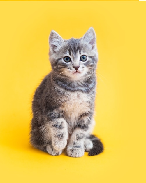 Gattino carino su sfondo di colore giallo. Gatto grigio piccolo tabby isolato su sfondo giallo.