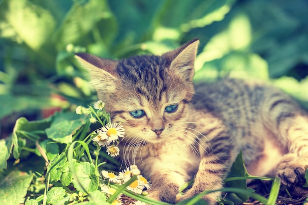 Gattino carino sul prato verde