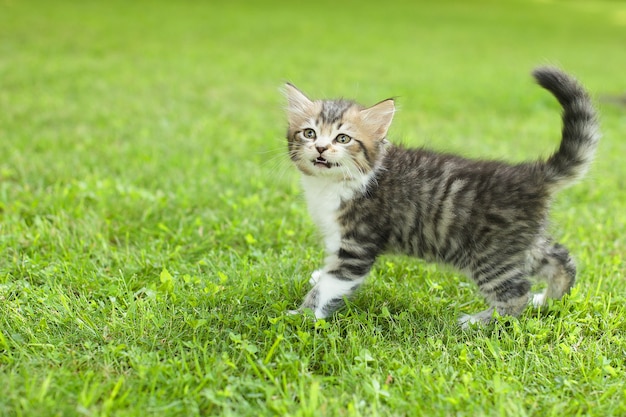 Gattino carino sull'erba, in estate