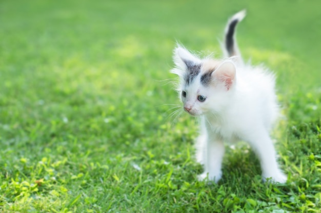 Gattino carino sull'erba, in estate.