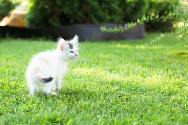 Gattino carino sull'erba, in estate.