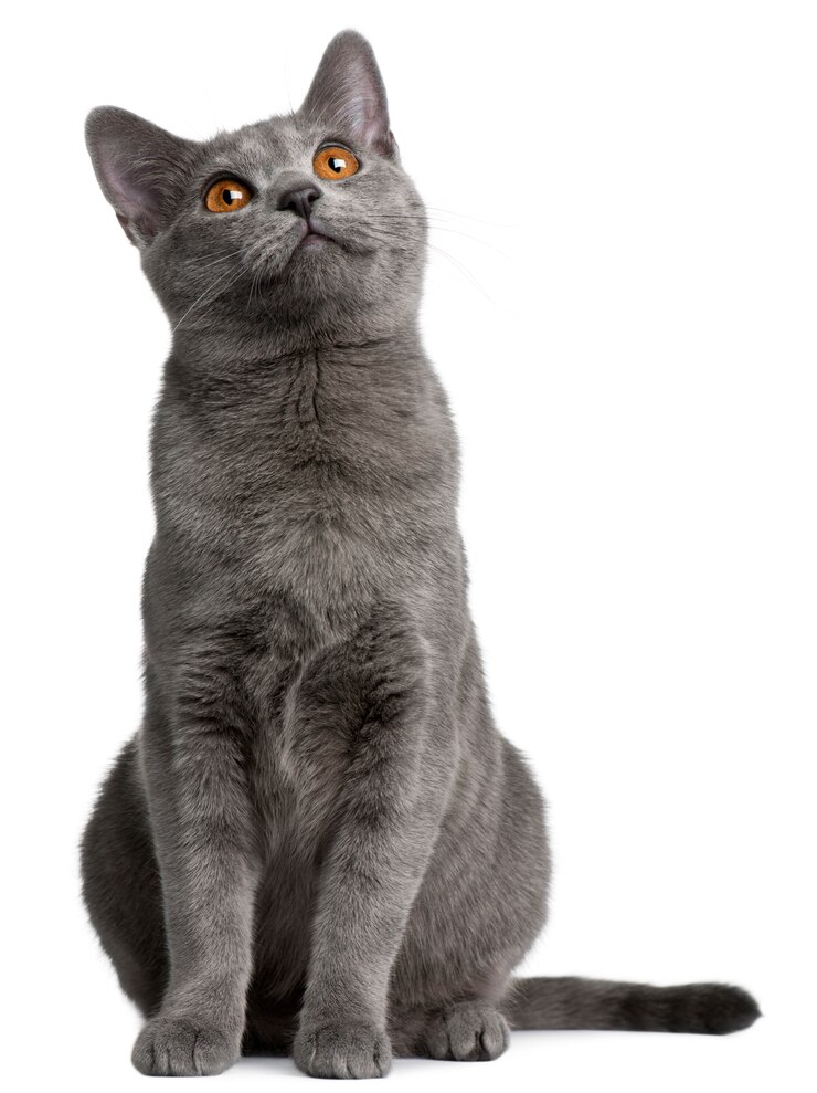 Foto gattino chartreux, 5 mesi,