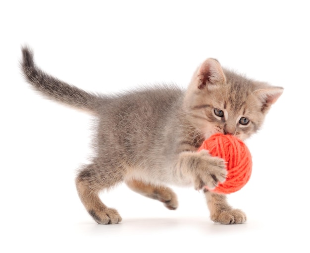 Gattino che gioca con un gomitolo di lana