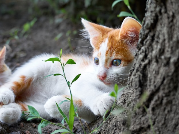 Gattino che gioca in giardino.