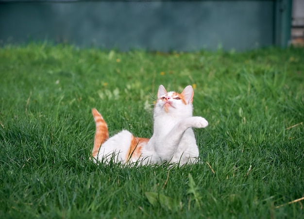 Gattino che gioca in giardino.