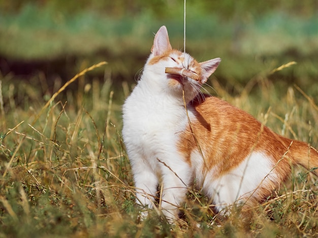 Gattino che gioca nell'erba.