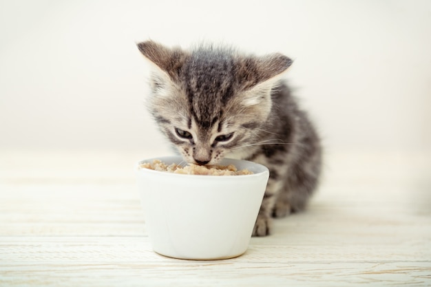 Gattino che mangia. Il gattino grigio a strisce mangia cibo per gatti mangime dalla ciotola bianca con cibo per gatti sul pavimento di legno.