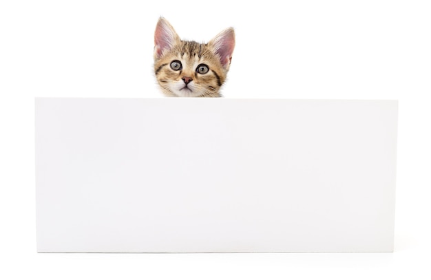 Gattino che pende su un cartellone bianco, aggiungi il messaggio.