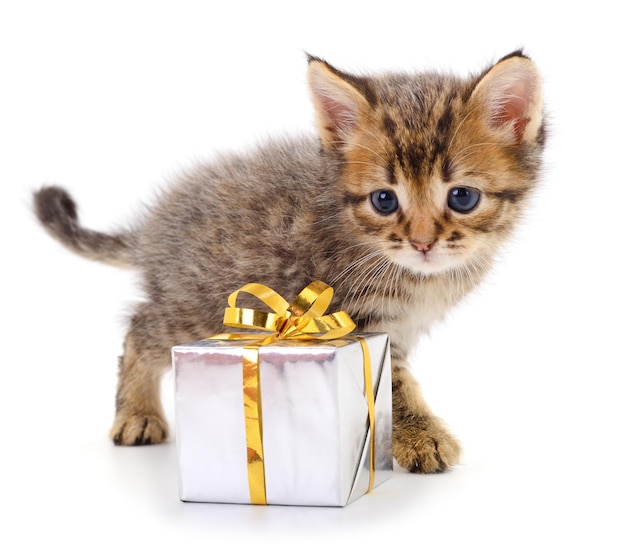 Gattino con confezione regalo