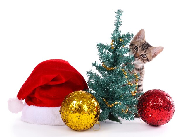 Gattino con decorazioni natalizie isolato su bianco