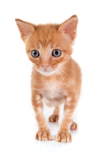 Gattino con pelliccia arancione.