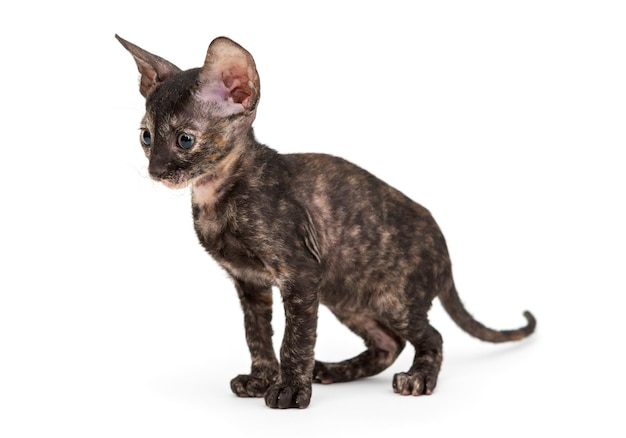 Gattino Cornish Rex