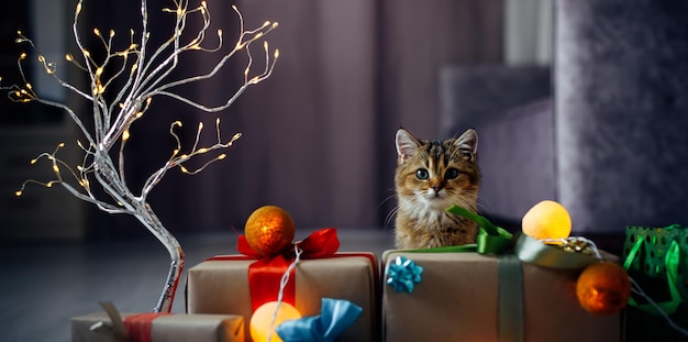 Gattino curioso di cincillà britannico accanto ai regali di Capodanno in interni domestici. Gatto divertente dello zenzero che si siede con le decorazioni di Natale sul pavimento. Cartolina di Natale con copia spazio.