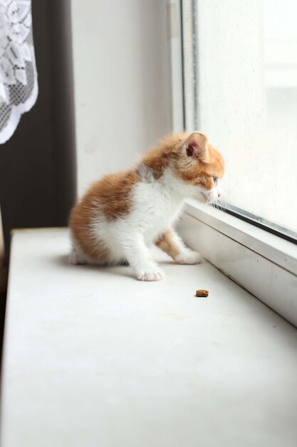 Gattino curioso Gattino a casa Piccolo animale domestico