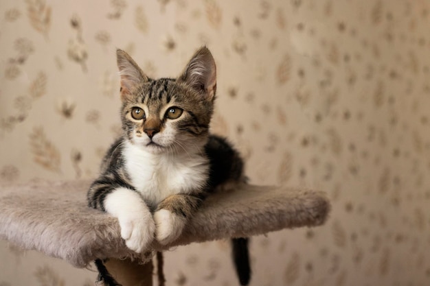 Gattino curioso. Piccolo gatto a casa. Piccolo animale domestico.