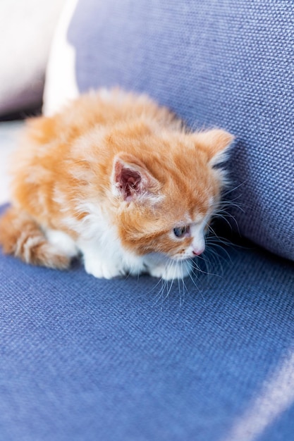 Gattino dai capelli lunghi allo zenzero carino