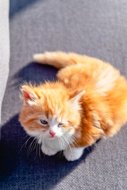 Gattino dai capelli lunghi allo zenzero carino