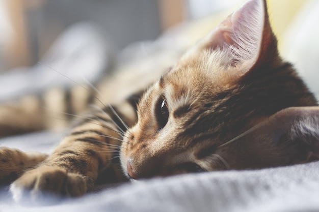 Gattino del Bengala che dorme sul letto. Avvicinamento.