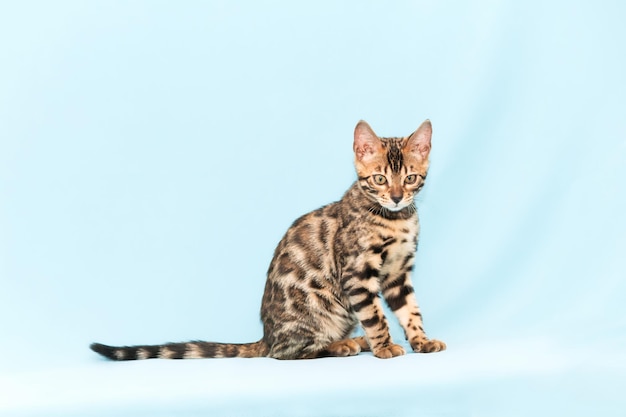 Gattino del Bengala che gioca su uno sfondo blu. Simpatico gatto di razza pura