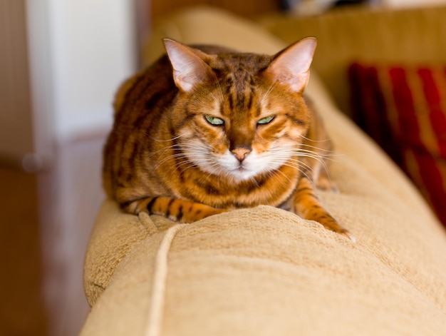 Gattino del Bengala con sguardo meschino