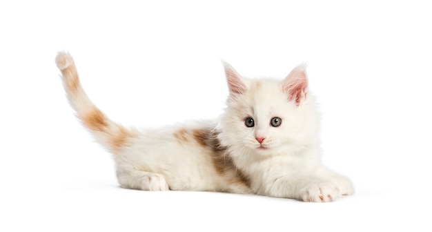 Gattino del Maine Coon, 8 settimane di vita, di fronte a uno sfondo bianco