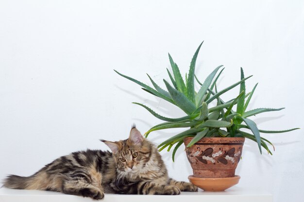 Gattino del Maine Coon che si siede su una console bianca accanto ad un vaso di argilla dell&#39;aloe contro una parete bianca