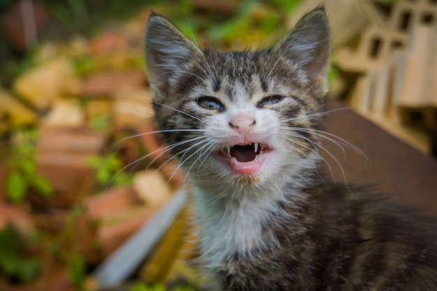 Gattino del tabby che è arrabbiato