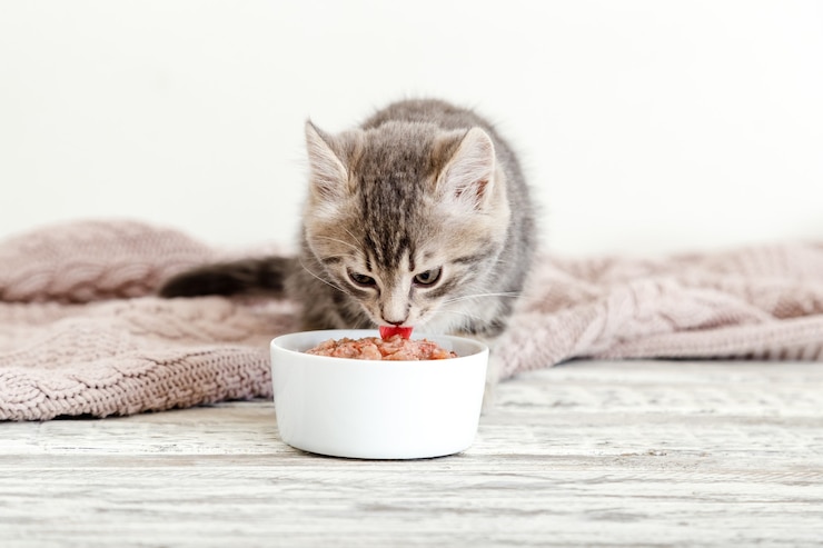 Foto gattino del tabby che mangia alimento dalla ciotola bianca sul pavimento di legno. il gatto bambino mangia cibo per bambini. ritratto di gattino mentre mangia.
