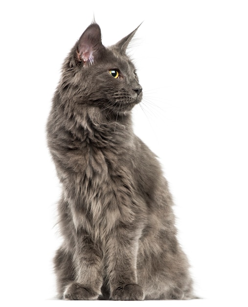 Gattino della Maine Coon seduto che guarda lontano isolato su bianco