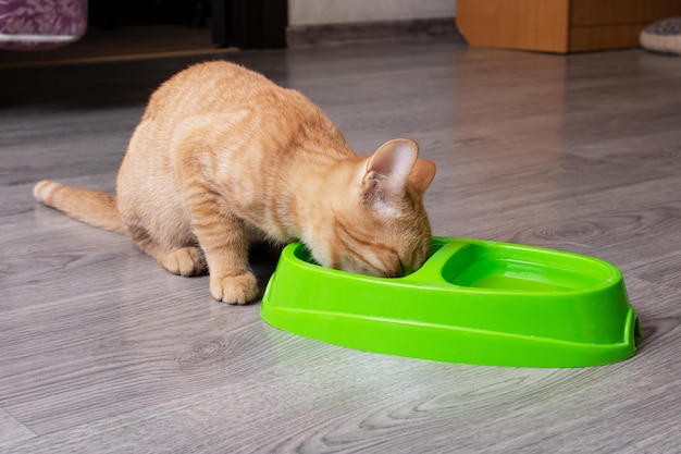 Gattino dello zenzero che mangia da una ciotola verde