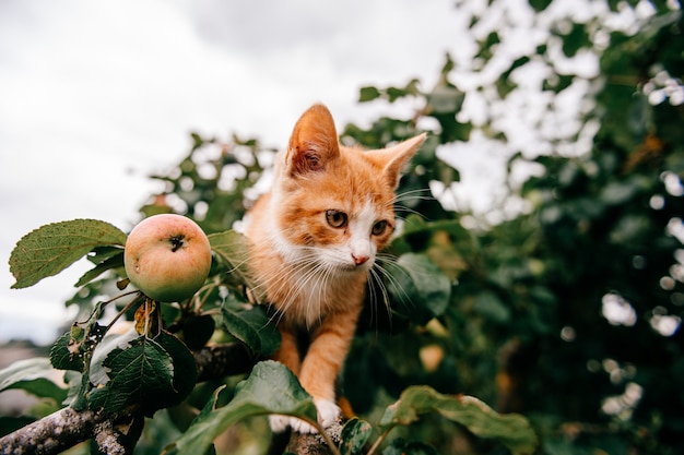 Gattino dello zenzero sull'albero