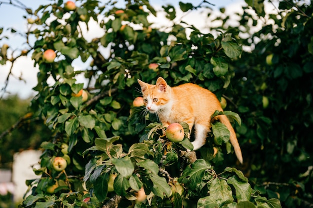 Gattino dello zenzero sull'albero