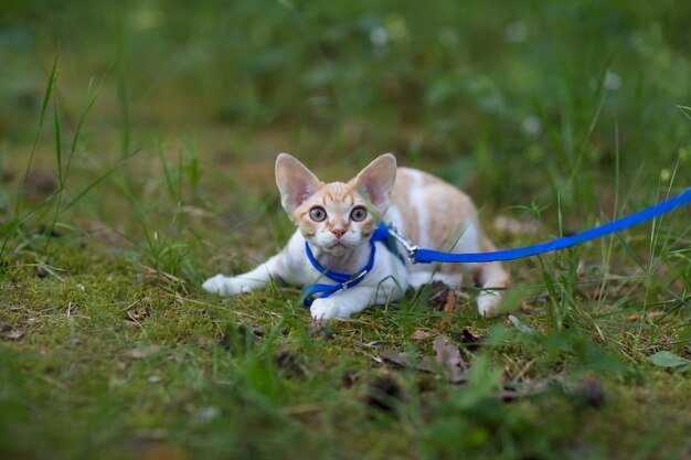 gattino devon rex che cammina nel bosco