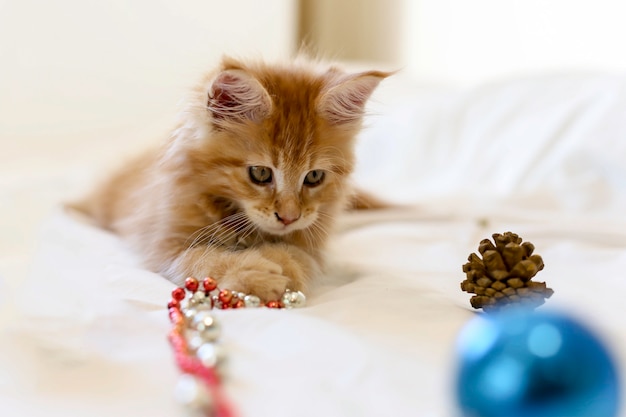 Gattino di Cat Maine Coon che si trova e che gioca con la decorazione di Natale