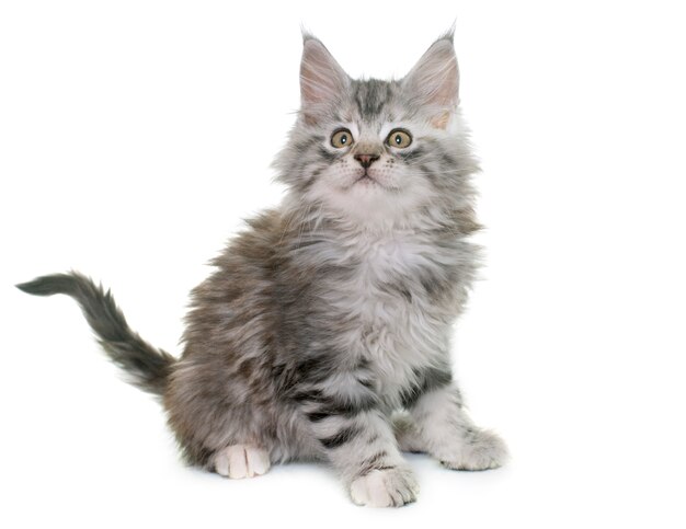 gattino di maine coon