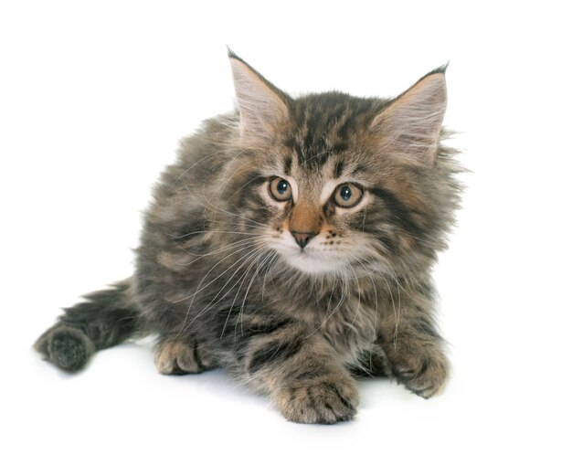 gattino di maine coon